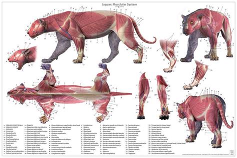 jaguar anatomy